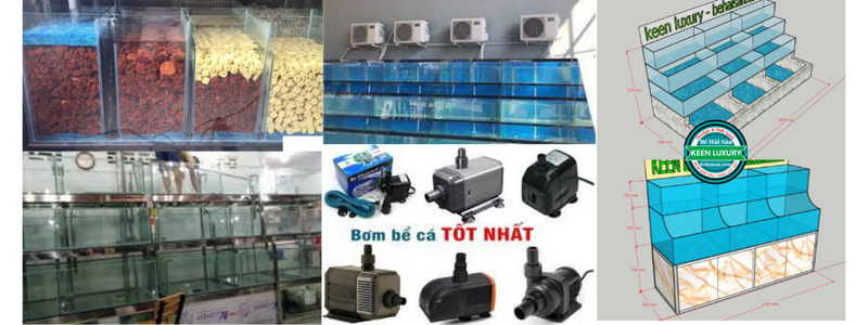 một số chú ý khi chăm sóc bể hồ hải sản