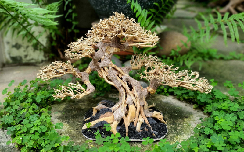 bonsai