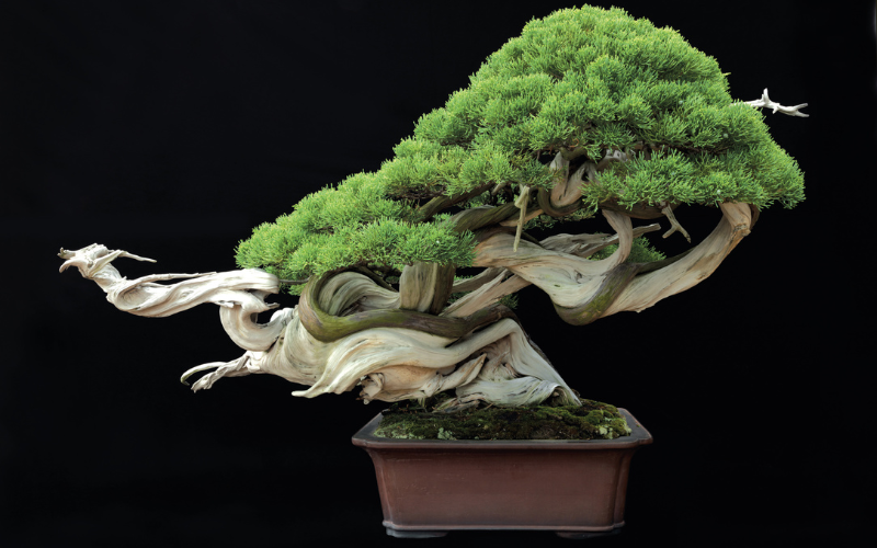 bonsai