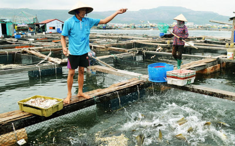 nuôi hải sản bằng hồ hải sản