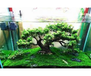 Cách chăm sóc bể thuỷ sinh Bonsai cho người mới