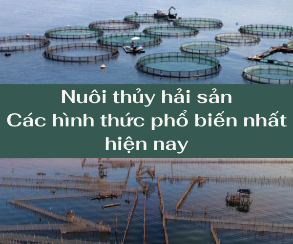 Nuôi thủy hải sản – Các hình thức phổ biến nhất hiện nay